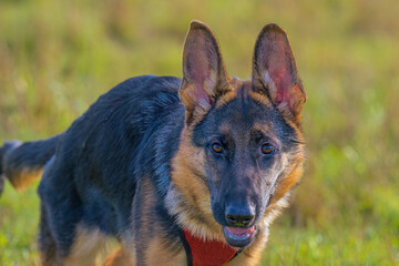 2021-11-04 A GERMAN SHEPARD PUPPY LOOKING INTO CAMERA WITH EARS UP AND NICE EYES AND A BLURRY BACKGROUND