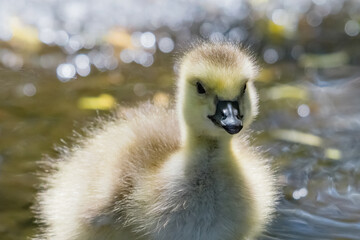 Canada Goose Gosling