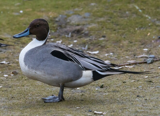 Northern Pintail in Profile
