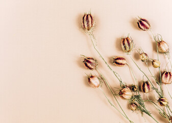 Dry bunch of wheat ears on beige background, top view. Bouquet of dried flowers with sunlight shadows. Floral card. Mockup. Minimalism	