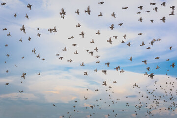 Group of sparrow birds flying over blue sky.