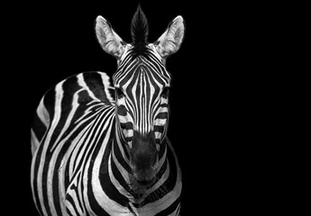 Fototapeta na wymiar Zebra black and white portrait. African wild animal looking to the camera. Zebra shallow depth of field eyes in focus. Home interior poster or painting canvas design template. Funny zebra face