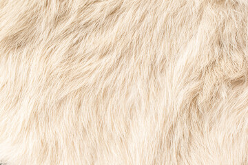 Fluffy Beige Fur Texture Close-up Use Beautiful Abstract Background Design
