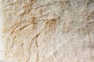 beautiful close-up beige fur texture background