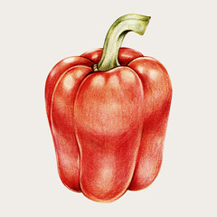 Red bell pepper vintage vecator hand-drawn