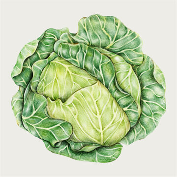 Green cabbage vegetable vector food painting