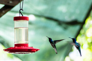 Graceful sips of life: Two Costa Rican hummingbirds delicate dance at the feeder, a fleeting moment of nature's beauty captured in time