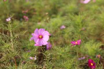 Close-up of pink flowers in a flower garden
