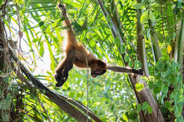 Naklejka premium Tortuguero Treasures: Playful spider monkeys swing through the treetops, adding charm to Costa Rica's vibrant Tortuguero National Park.