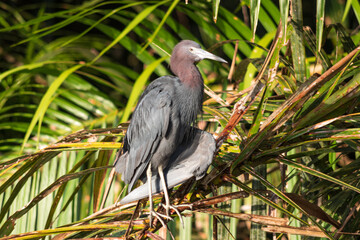 Grey Heron in Costa Rica