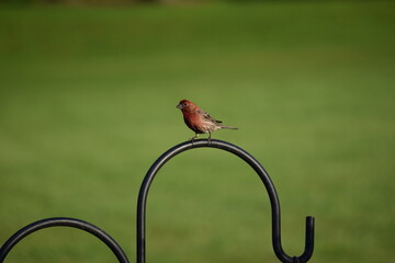 Bird on shepherd's hook