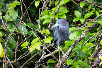 Little blue heron in Tortuguero National Park