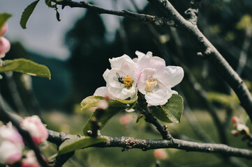 Tree flowers
