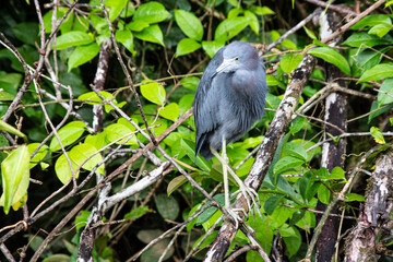 Little blue heron in Tortuguero National Park