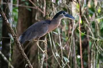 BLACK-CROWNED NIGHT-HERON