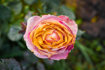 Rose flower with withered petals close up