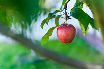 Red juicy apple hanging on the tree close-up