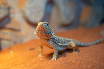 Lizard resting on the sand