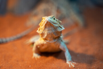 Lizard resting on the sand
