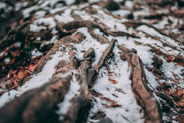 Snow on tree roots