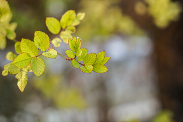 Briar leaves close-up