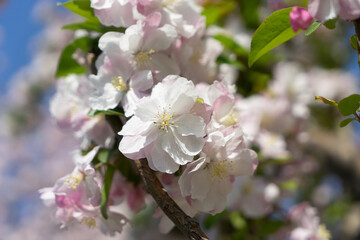 Xifu crabapple flower, flowering crabapple, flower