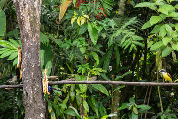 beautiful birds in Costa Rica