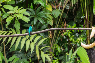 beautiful birds in Costa Rica