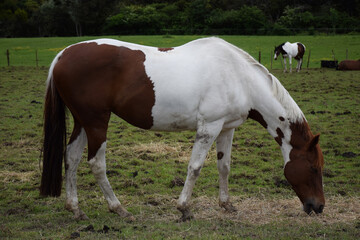 Naklejka na ściany i meble A horse scene in Rural Auckland, New Zealand