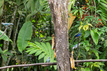beautiful birds in Costa Rica