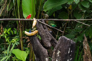 beautiful birds in Costa Rica
