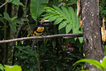 Toucan