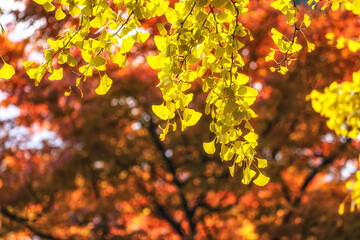 Gingko tree autumn foliage