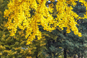 Gingko tree autumn foliage