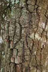 Background with tree bark surface texture