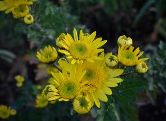 Yellow chrysanthemum garden. Autumn flowers 