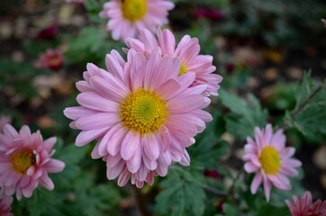pink chrysanthemum flower