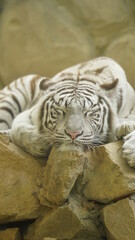 ホワイトタイガー