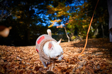 秋の紅葉の公園を散歩する白い犬チワワ