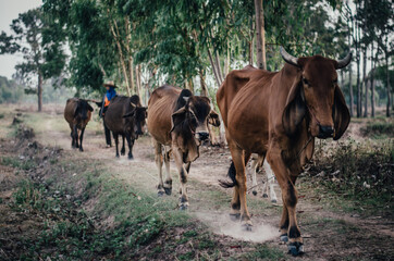 cows in a field