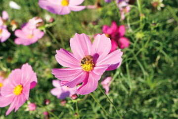 Fototapeta premium 221_ミツバチ