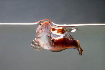 Snakehead fish .Channa pulchra is a species of snakehead fish in the family Channidae which is native to Myanmar.