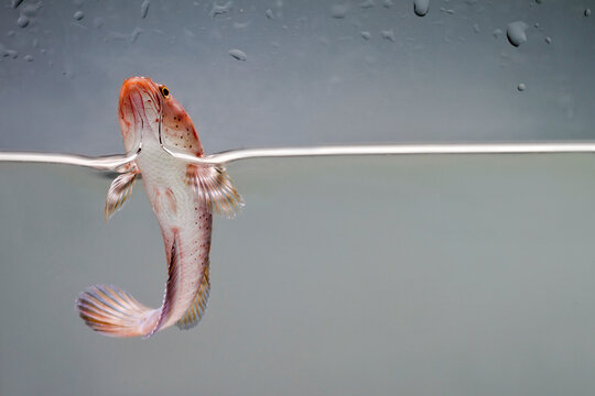 Snakehead fish .Channa pulchra is a species of snakehead fish in the family Channidae which is native to Myanmar.