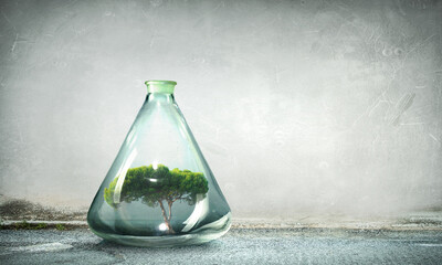 Tree growing inside clear glass bottle