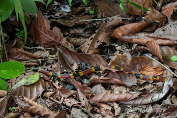 Serpentine Encounter: Amidst sloths in a Costa Rican park, nature unfolds its secrets as a vibrant coral snake gracefully crosses our path