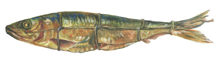 smoked herring sketch  - 467282314