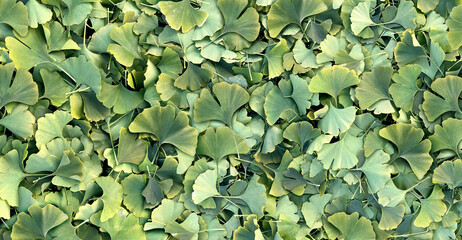 Ginkgo Biloba leaf Background
