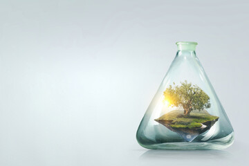 Tree growing inside clear glass bottle