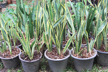 Sansevieria trifasciata prain or snake plants  in black pot on ground garden background