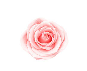 Rose pink with soft  petal patterns top view isolated on white background , clipping path